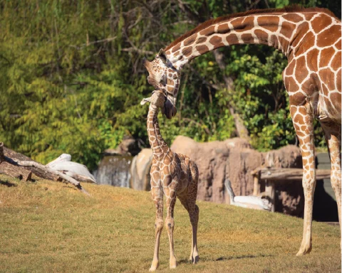Fort Worth Zoo & Panther Island